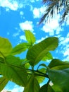 Tree grenn with wonderful blue sky on nature Royalty Free Stock Photo