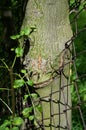 A tree grew through the fence Royalty Free Stock Photo