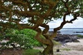 Tree on the Gris Gris cape, Mauritius