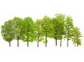 Tree group collection isolated on white background Royalty Free Stock Photo