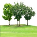 Tree group on grass field isolated on white Royalty Free Stock Photo