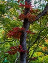 Tree with groups of colorful red leaves in the forest during a fall hike in the Smoky Mountains, Tennessee, USA.