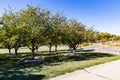 Tree grove in a cemetery; Early fall colors in a cemetery