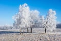Tree Grove with frost Royalty Free Stock Photo