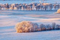 Tree grove at a snowy field in the countryside Royalty Free Stock Photo