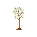 Tree grow. Plant growth from seed to sapling with green leaf. Stages of seedling and growing tree in soil. Gardening