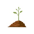 Tree grow. Plant growth from seed to sapling with green leaf. Stages of seedling and growing tree in soil. Gardening