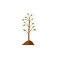 Tree grow. Plant growth from seed to sapling with green leaf. Stages of seedling and growing tree in soil. Gardening