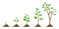 Tree grow. Plant growth from seed to sapling with green leaf. Stages of seedling and growing trees in soil. Gardening Royalty Free Stock Photo