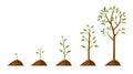 Tree grow. Plant growth from seed to sapling with green leaf. Stages of seedling and growing trees in soil. Gardening