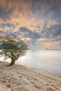 A tree growing alone on the sand Royalty Free Stock Photo