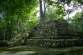 Tree growing on ancient Maya temple complex in Muil Chunyaxche Royalty Free Stock Photo