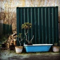 Tree Growing in a Bathtub Royalty Free Stock Photo