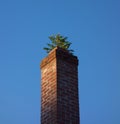 Tree Growing from Brick Chimney Royalty Free Stock Photo