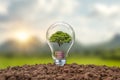 Tree growing on coins in bulbs including sunset background energy-saving concept Renewable energy