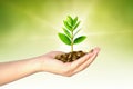 Tree growing on coins Royalty Free Stock Photo