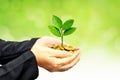 Tree growing on coins Royalty Free Stock Photo