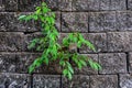 Tree growing through concrete crack Royalty Free Stock Photo