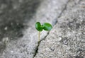 Tree growing through concrete crack