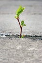 Tree growing through crack in pavement Royalty Free Stock Photo