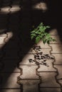 Tree growing through a crack in the sidewalk in a beam of light Royalty Free Stock Photo