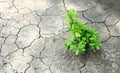 Tree growing on cracked earth / growing tree / save the world /