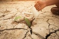 A tree growing on cracked ground. Crack dried soil in drought, Affected of global warming made climate change. Water shortage Royalty Free Stock Photo