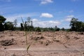 A tree growing on cracked ground. Crack dried soil in drought, Affected of global warming made climate change Royalty Free Stock Photo