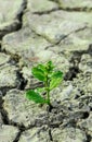 A tree growing on the cracked ground. Crack dried soil in drought, Affected by global warming made climate change. Water shortage. Royalty Free Stock Photo