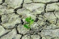 A tree growing on the cracked ground. Crack dried soil in drought, Affected by global warming made climate change. Water shortage. Royalty Free Stock Photo