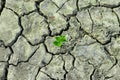 A tree growing on the cracked ground. Crack dried soil in drought, Affected by global warming made climate change. Water shortage. Royalty Free Stock Photo