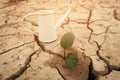 A tree growing on cracked ground. Crack dried soil in drought, Affected of global warming made climate change. Water shortage. Royalty Free Stock Photo