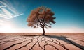 A tree growing in the desert, soil split by drought