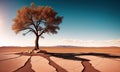 A tree growing in the desert, soil split by drought