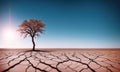 A tree growing in the desert, soil split by drought