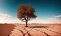 A tree growing in the desert, soil split by drought