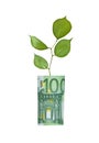 Tree growing from euro Royalty Free Stock Photo