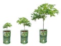 Tree growing from euro banknotes Royalty Free Stock Photo