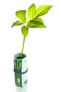 Tree growing from euro bills Royalty Free Stock Photo