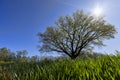 a tree growing in a field with green wheat Royalty Free Stock Photo