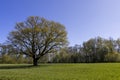 a tree growing in a field with green wheat Royalty Free Stock Photo