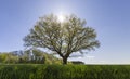 a tree growing in a field with green wheat Royalty Free Stock Photo