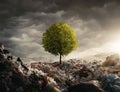 Tree growing on the garbage dump