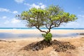Tree growing on Hawaiian Beach Royalty Free Stock Photo