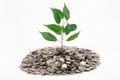 Tree growing from a heap of coin Royalty Free Stock Photo