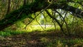 tree growing almost horizontally like a bridge Royalty Free Stock Photo