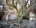 Tree growing inside old building ruins. UK. Royalty Free Stock Photo