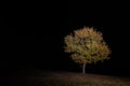 Tree growing int the grass plane during night