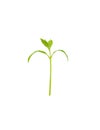 The tree is growing isolated on a white background. Royalty Free Stock Photo