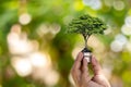 Tree growing in light bulb on green nature bokeh background, green energy concept for environmen Royalty Free Stock Photo
